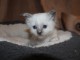 disponible de suite chatons de type sacre Birmanie