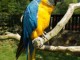Magnifique perroquet ara ararauna