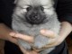 SPITZ POMERANIAN type NOUNOURS