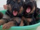 A donner superbes chiots Berger Allemand pure race LOF 