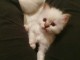 Disponible de suite bb chatons de type sacre de Birmanie 