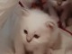 Disponible de suite bb chatons de type sacre de Birmanie 