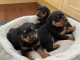 Magnifique chiots Rottweiler lof