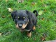 Magnifique chiots Rottweiler lof