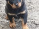 Magnifique chiots Rottweiler lof