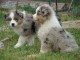 Magnifiques chiots bergers australiens LOF