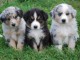 Magnifiques chiots bergers australiens LOF