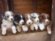 Magnifiques chiots bergers australiens LOF