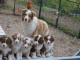 Magnifiques chiots bergers australiens LOF