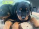 Magnifique chiots Rottweiler lof