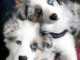 Magnifiques chiots bergers australiens LOF