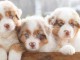 Magnifiques chiots bergers australiens LOF