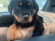 Magnifique chiots Rottweiler lof