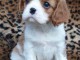 jolis petits cavaliers king charles