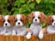 jolis petits cavaliers king charles