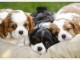 jolis petits cavaliers king charles