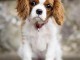 jolis petits cavaliers king charles