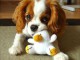 jolis petits cavaliers king charles