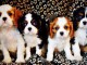 jolis petits cavaliers king charles