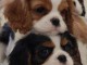 jolis petits cavaliers king charles