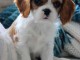 jolis petits cavaliers king charles