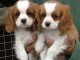 jolis petits cavaliers king charles