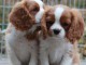 jolis petits cavaliers king charles