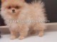 manifique bb chiots spitz pomeranien 