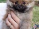 manifique bb chiots spitz pomeranien