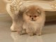 manifique bb chiots spitz pomeranien