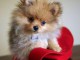 manifique bb chiots spitz pomeranien