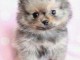 manifique bb chiots spitz pomeranien