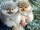 manifique bb chiots spitz pomeranien