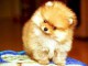 manifique bb chiots spitz pomeranien