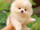 manifique bb chiots spitz pomeranien