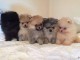 manifique bb chiots spitz pomeranien