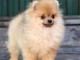 manifique bb chiots spitz pomeranien