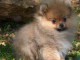 manifique bb chiots spitz pomeranien