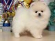 manifique bb chiots spitz pomeranien