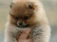 manifique bb chiots spitz pomeranien