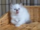 Disponible de suite bb chatons de type sacre de Birmanie 