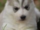 disponible de suite bb Husky de Sibérie.