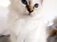 Disponible de suite bb chatons de type sacre de Birmanie 