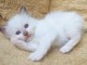 Disponible de suite bb chatons de type sacre de Birmanie 