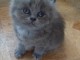 Disponible de suite bb chatons de type sacre de Birmanie 