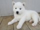 disponible de suite bb Husky de Sibérie.