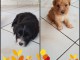 Vends chiots Yorkshire terrier  croisé  bichon 2 males