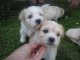 Donne contre bon soins Magnifiques chiots bichon frise lof