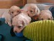 Donne contre bon soins Magnifiques chiots bichon frise lof 