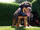 A donner chiots rottweiler 